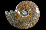 Polished Ammonite (Cleoniceras) Fossil - Madagascar #166307-1